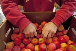 CRUNCHY CHOICE : Dan Melton picks out apples from a box he purchased that morning from Bellevue Sea Canyon Farms. - PHOTO BY STEVE E. MILLER