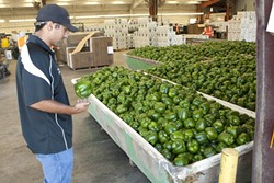 HULK BERRIES :  Robert Meyer, bell pepper supervisor and organic specialist, looks over a sea of green peppers which are ready to be cleaned and packed. - PHOTO BY STEVE E. MILLER