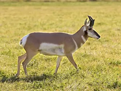 HOME ON THE RANGE : Pronghorn antelope, the fastest land animals in the New World, have lived on such open plains as the Carrizo for hundreds of millenia. - PHOTO BY BILL BOUTON