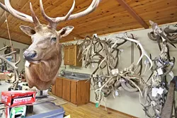 OTHER PROJECTS: His workspace is filled with antlers, finished mounts, and skin that’s waiting to become lifelike again. - PHOTO BY DYLAN HONEA-BAUMANN