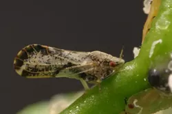 LITTLE BUG, BIG PROBLEMS: An Asian citrus psyllid can carry the deadly disease Huanglongbing, which has already killed nearly 50 percent of citrus groves in Florida. - FILE PHOTO