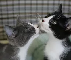 BROS!: These two brothers were absolutely adorable and curious to explore, and they were the only two cats adopted last Saturday. - PHOTO BY GLEN STARKEY