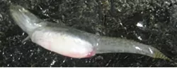 POISONED : Cal Poly biologists thought Morro Bay goby fish were just pregnant before they cut them open and found liver tumors. - PHOTO COURTESY OF SARAH JOHNSON