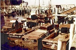 BYGONE DAYS: A fleet of black-and-red boats based in Morro Bay carried a plentiful abalone harvest five decades ago. - PHOTO COURTESY OF STEVE REBUCK