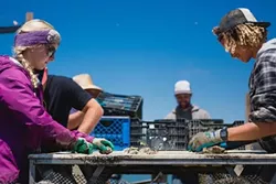 HANDS ON DECK: Marine Biologist and Nursery Manager Jennifer Bowin (left) and crew member Michael Baham sort Pacific Gold oysters on the Morro Bay Oyster Company barge. - PHOTO BY KAORI FUNAHASHI