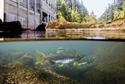FISH OUT OF WATER: Washington state’s Elwha Dam, now removed, blocks a pair of spawning salmon from continuing upstream. - PHOTO BY MATT STOECKER