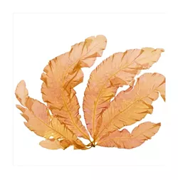 OCEAN FLOWER: Iselin was able to scan the historical red algae delesseria sanguinea that was collected in Britain in the 1880s. - IMAGE BY JOSIE ISELIN