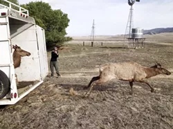 FREE TO ROAM: Two young tule elk bulls emerge from a trailer on the Carrizo Plain Ecological Reserve in SLO County, where 12 elk were realeased as part of a larger repopulation effort. - PHOTO COURTESY OF CALIFORNIA DEPARTMENT OF FISH AND WILDLIFE
