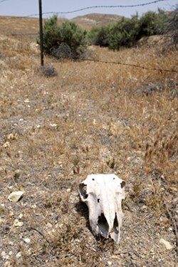 SILENCE OF THE LAMB:  Residents commonly complain that sheep carcasses are left behind, rather than removed from the pastures. - PHOTO BY STEVE E. MILLER