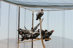 FEATHERED FRIENDS :  Condors are captured for semiannual checkups, then released. - PHOTO BY PAUL WELLMAN