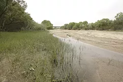 DIG IT : Five sand and gravel mines are proposed in the bed of the Salinas River and its tributaries in the North County, now home to thousands of tadpoles. - PHOTO BY STEVE E. MILLER