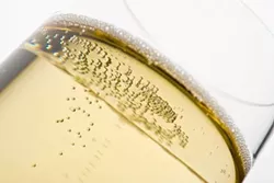 UNCORKED : Local winemakers share their favorite bubblies, just in time for New Year’s Eve—not that you need a holiday as an excuse to open a bottle. - PHOTO BY STEVE E. MILLER