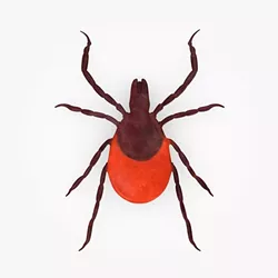 EAST COAST!: The Centers for Disease Control reported that in 2012, 95 percent of Lyme disease cases were reported from 13 states: - - • Connecticut - • Delaware - • Maine - • Maryland - • Massachusetts - • Minnesota - • New Hampshire - • New Jersey - • New York - • Pennsylvania - • Vermont - • Virginia - • Wisconsin - - ISTOCK ILLUSTRATION