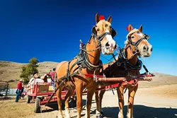 ADVENTURE TIME: Check out a real working stage coach at Harris Stage Lines in Paso Robles (pictured), romp through Hearst Castle, or take a ride on a fishing kayak in Morro Bay during SAVOR’s annual lineup of Adventure Tours. - PHOTO COURTESY OF VISIT SLO