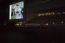 CAT PEOPLE UNITE: The first Internet Cat Video Festival was held outdoors at the Walker Art Center in Minneapolis (pictured). It drew more than 10,000 entries—and as many viewers. - PHOTO COURTESY OF THE WALKER ART CENTER