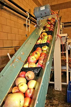 APPLE HARVEST: Heirloom apples sourced from Trees of Antiquity in Sebastopol, Calif., make the trip from orchard to beverage at Bristols Ciderhouse in Atascadero during a Sunset SAVOR Adventure Tour in late September. - PHOTO BY HAYLEY THOMAS