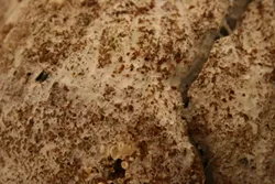 FROM ANOTHER PLANET?: Mycelium—the vegetative beginnings of the mushroom fungi—spreads out over sawdust substrate, creating a living, colonized block at Arboreal Bounty Fine Gourmet Mushrooms in Edna Valley. Owner Jiri Pravec likes to describe the curious substance as “the apple tree” from which his all-natural oyster mushrooms (or “apples”) will eventually emerge. - PHOTO BY HAYLEY THOMAS