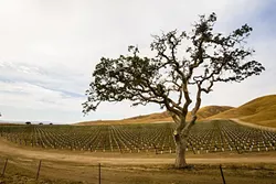DRY DECISION: The J Lohr vineyard on Cross Canyon Road east of San Miguel is among thousands of acres planted after receiving a vested rights exemption from the two-year urgency ordinance, passed in November 2013, that banned new and expanded water use. - FILE PHOTO BY TOM FALCONER