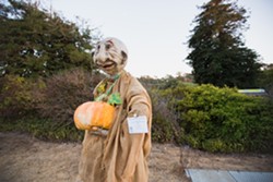 OGRETOBER:  Curtis, 'The Pumpkin Poaching Ogre,' created by Beverly Whitaker, welcomes visitors into town with a prime spot on Main Street. - PHOTO BY KAORI FUNAHASHI