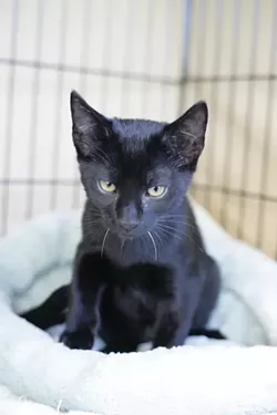 EGYPTIAN ROYALTY: Though black cats are sometimes the most difficult to adopt out, they can be particularly regal. - PHOTO BY GLEN STARKEY