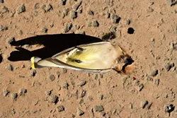 news-dead_birds0.jpg