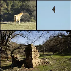 LIVING HISTORY : Cattle, oaks, and golden eagles share space with the remnants of historic homesteaders’ cabins on the 15-mile-long Avenales Ranch. - PHOTOS BY STEVE. E. MILLER
