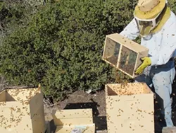 HIVE MIND: : Wade Johnston, head beekeeper for TheraBee, is a former engineer who one day decided to focus on helping bees, people, and the planet. - PHOTO BY MARTHA VAN INWEGEN