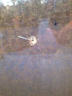 BROKEN GLASS: Ray and her family were not home at the time of the incident, but Ray said that finding the hole in her window (pictured) was a stark reminder of how exposed her life is and was also "very disconcerting." - PHOTO COURTESY OF CAREN RAY