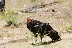 HALE : Even while on the ground, condors look majestic. - PHOTO BY PAUL WELLMAN