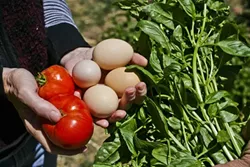 CORNACOPIA: Tomatoes, eggs, and basil barely scratch the surface of the variety of veggies in George and Liz’s garden. - PHOTO BY GLEN STARKEY