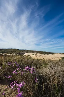 COLORS IN PERIL: The prickly phlox (Linanthus californicus) with its purple flowers is among 26 imperiled native plants that inhabit the Guadalupe-Nipomo Dunes National Wildlife Refuge. An ongoing experiment is testing the efficacy of an aerially sprayed herbicide to control veldt grass (Ehrharta calycina, seen growing in the middle of the landscape), an invasive species wreaking havoc on the dune scrub habitat. - PHOTO BY KAORI FUNAHASHI