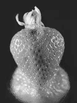 PERFECTION AT A PRICE : A powerful fumigant known as methyl bromide is still used on SLO County strawberry fields, in spite of a mandated phase-out of the ozone-depleting chemical by 2005. - PHOTO BY STEVE E. MILLER