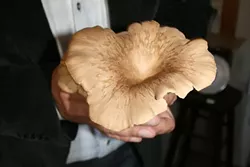 ROYAL FUNGI: Jiri Pravec of Aboreal Bounty Fine Gourmet Mushrooms holds up a curvaceous Royal Trumpet grown at his Edna Valley farm. After two years of testing and tinkering, the fungi enthusiast aims to bring his fresh and flavorful crop to local chefs. - PHOTO BY HAYLEY THOMAS