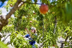 'LEARN BY DOING': The pastoral fields function as classrooms and research labs for students like Katie Ward, who want hands-on experience in areas like fruit, plant, and environmental science. - PHOTO BY KAORI FUNAHASHI