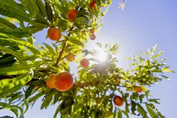 FRUIT OR FACILITIES? : Agriculture students at Cal Poly worry that these juicy peaches could be destroyed to make room for development under the campus’s updated master plan. - PHOTO BY KAORI FUNAHASHI