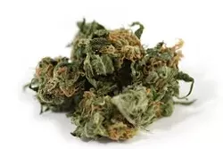 PRICEY : The first medical cannabis patient to be offered compensation for marijuana seized by SLO County has rejected the first offer—what her attorney says is merely a third of the value of the medicine. - FILE PHOTO BY STEVE E. MILLER