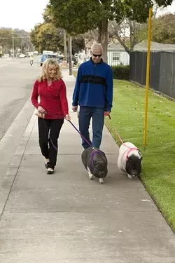 STRUTTING WITH SWINE : Joan and Mark Perry adopted two pigs from Lil’ Orphan Hammies and take them on walks around their neighborhood every day. They’re only a year old and still have a lot of growing to do.