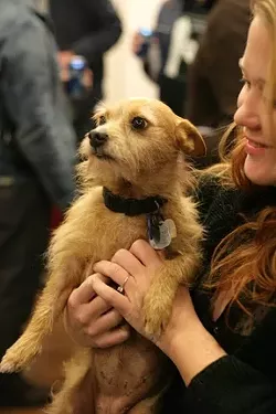 SHOP DOG!: Mavis, a cairn terrier and Chihuahua mix that used to belong to me, is now Dr. Cain’s new shop dog. Grrrrr! She snuggles up with Anna Robertshaw. - PHOTO BY GLEN STARKEY