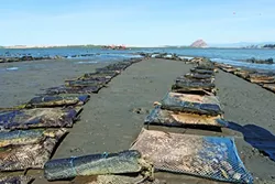 TO THE HORIZON : The Morro Bay Oyster Company has a little more than 100 acres of land in its farm. Shown here are the oyster bags at low tide. - PHOTOS BY STEVE E. MILLER