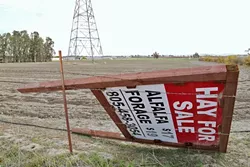 A CERTAIN SHADE OF GREEN: Folks in the North County agricultural industry say there was a spike in alfalfa planting during a three-month gap between two ordinances restricting new irrigated agriculture plantings in the Paso Robles groundwater basin. - PHOTO BY DYLAN HONEA-BAUMANN
