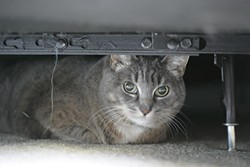 BED BOUND:  While looking for Holly, Glen Starkey found Bootsie&mdash;another of DePaulo&rsquo;s five cats&mdash;hiding under the bed instead. - PHOTO BY GLEN STARKEY