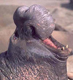 MEET MR. ALPHA :  A bull elephant seal calls his harem
