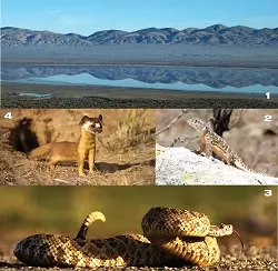 CARRIZO SAMPLER : (Clockwise from top) Soda Lake reflects, a blunt-nosed leopard lizard flexes, a rattlesnake coils, and a weasel watches. - PHOTOS BY FRIENDS OF CARRIZO PLAINS