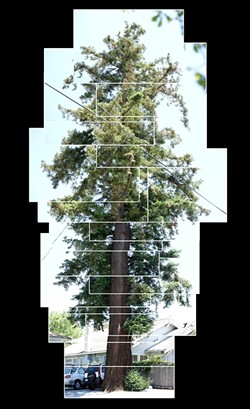 SUM OF ITS PARTS :  This Coast Redwood, shown in a photo collage, is one of the SLO City Heritage Trees. - PHOTO BY STEVE E. MILLER