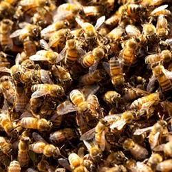 NO PROBLEM : Amateur beekeepers say the county is overly cautious about their hobby, which they contend presents no health hazard but benefits to agriculture. - PHOTO BY STEVE E. MILLER