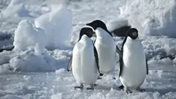 COOL WADDLINGS: Who could pass up the chance to see these adorable little guys in 'Antarctica: A Year on Ice' from the warmth and comfort of a plush theater seat? - PHOTO COURTESY OF WENDY EIDSON/SLOIFF