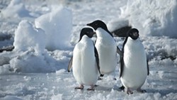 COOL WADDLINGS:  Who could pass up the chance to see these adorable little guys in 'Antarctica: A Year on Ice' from the warmth and comfort of a plush theater seat? - PHOTO COURTESY OF WENDY EIDSON/SLOIFF