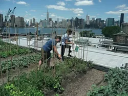 ROOFTOP GARDENERS : German documentary filmmaker Valentin Thurn chronicles the horrifying amount of wasted food across the globe in Taste the Waste, part of the festival’s new Screen Cuisine category. “We went around the world not to show where the waste piles are higher,” Thurn explained to New Times. “The reason was rather to show solutions.” Pictured are urban gardeners in New York City. - PHOTO COURTESY OF VALENTIN THURN