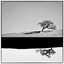 TREE TIME: Third place-winner James Crawford actually used two trees to make this composite image, "Yin Yang Gone Wrong." - IMAGE BY JAMES CRAWFORD