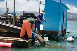 OYSTER CREW: Morro Bay Oyster Company crew members sort Pacific Gold oysters on their working barge located in the shallow, temperate estuary. - PHOTO COURTESY OF JOSEPH LLANES